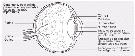Corte transversal del ojo, presentación esquemática de las partes más importantes