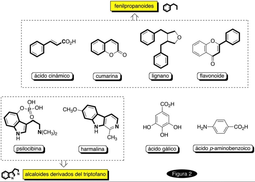 Shikímico, ruta biogenética del ácido