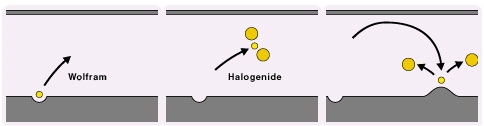 Ciclo halógeno